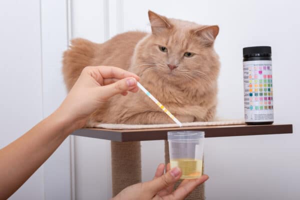 Urinary tract disease in cats