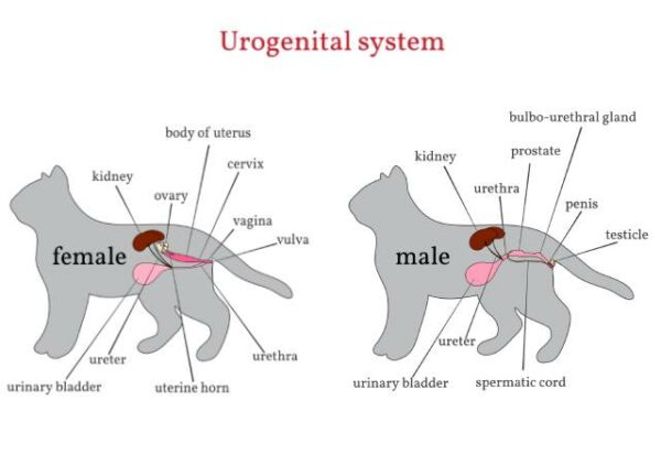 Urogenital system