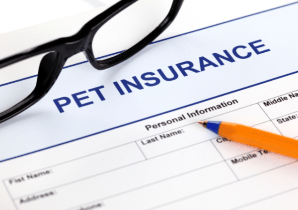 Importance of pet insurance