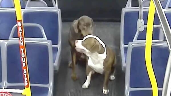 2 Lost Dogs Take Bus Ride Home