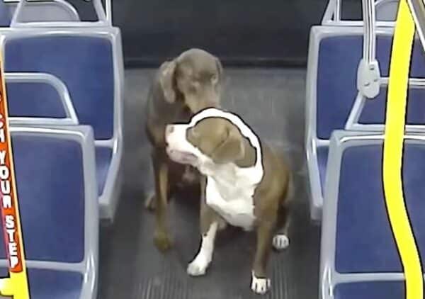 2 lost dogs take bus ride home