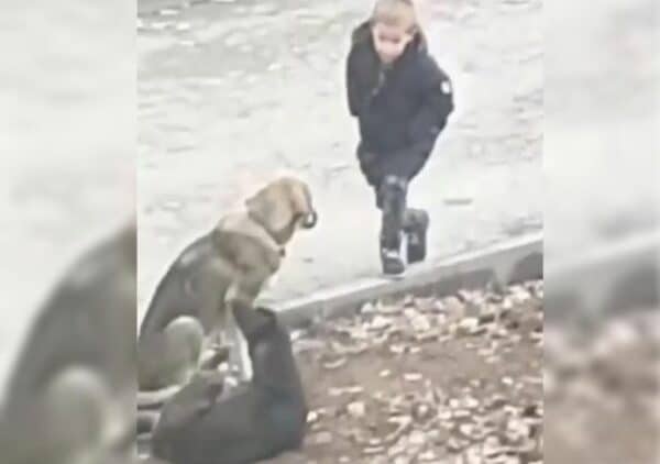 Boy hugs stray dogs and they love it (2)