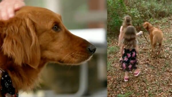 Dog rescues two girls lost in the wood