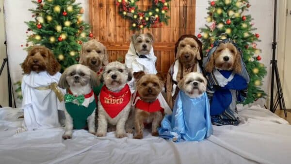 Dogs Dress up for Nativity Scene for Christmas