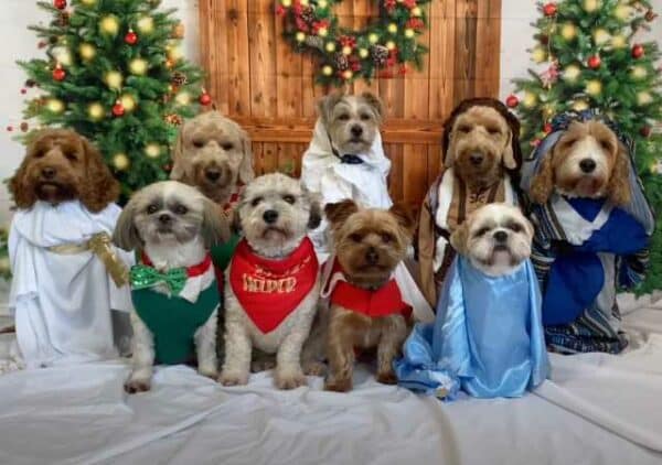 Dogs dress up for nativity scene for christmas (2)
