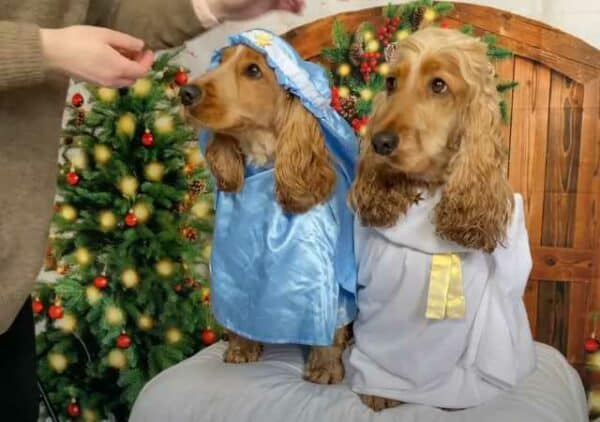 Dogs dress up for nativity scene for christmas