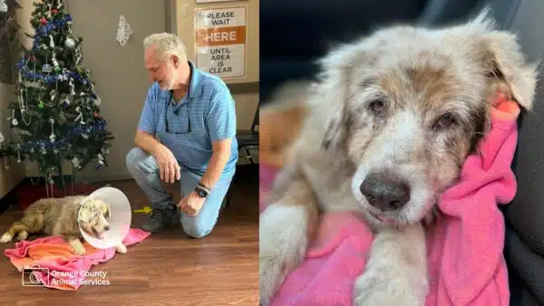 True Pet Stories: Jazzy the Dog’s Amazing 7-Year Journey