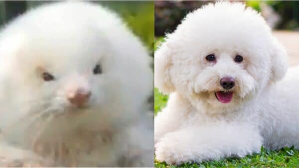 Toy Poodles That Are Rats – Man Gets Shock of His Life in Pet Scheme