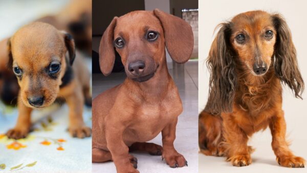 When My Baby Dachshund Becomes An Adult: What Changes?