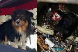 Air Tag Saves Dog’s Life: Seamus’ Incredible Story!