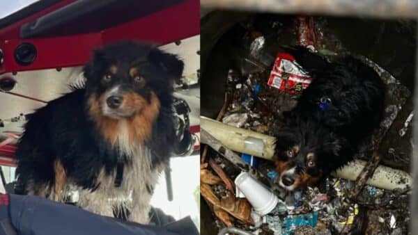 Air Tag Saves Dog’s Life: Seamus’ Incredible Story!