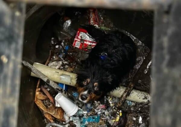 Air tag saves dog's life: seamus' incredible story!