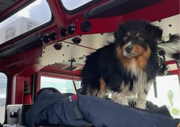 Air tag saves dog's life: seamus' incredible story!