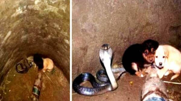 Amazing Animal Rescues: Two Puppies pulled from Cobra pit