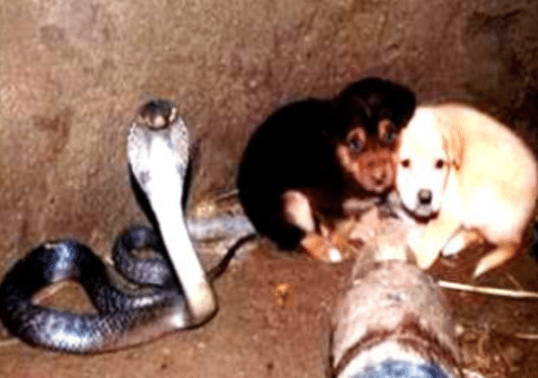 Amazing animal rescues: two puppies pulled from cobra pit