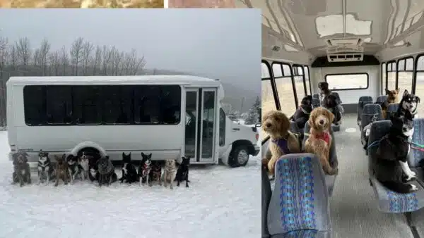 Incredible Puppy Bus Takes Dogs on Outdoor Adventures