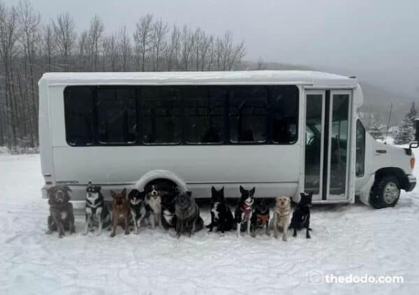 Incredible puppy bus takes dogs on outdoor adventures