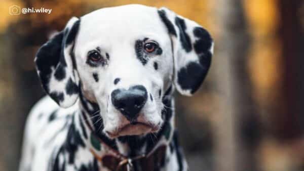 Meet Wiley, The Dalmatian with a Heart-Shaped Nose