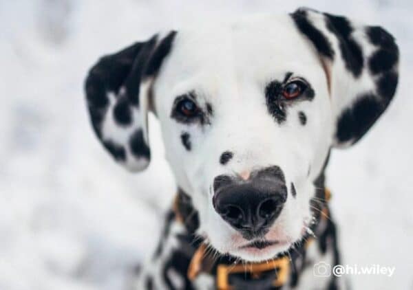 Meet wiley, the dalmatian with a heart-shaped nose