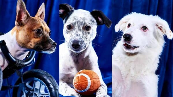 Puppy Bowl 2023: Meet the Special Needs Dogs Competing in the Game