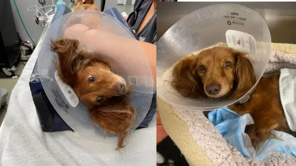 Surrendered Dachshund Gets Emergency Surgery for Life-Threatening Condition