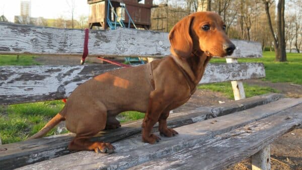 15 reasons why owning a dachshund is worth it!