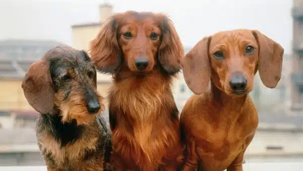 15 Reasons Why Owning a Dachshund is Worth it!