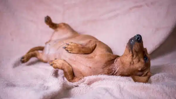 15 reasons why owning a dachshund is worth it!