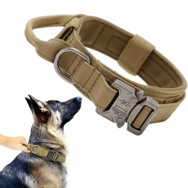 Best dog collars for comfort, durability, and style