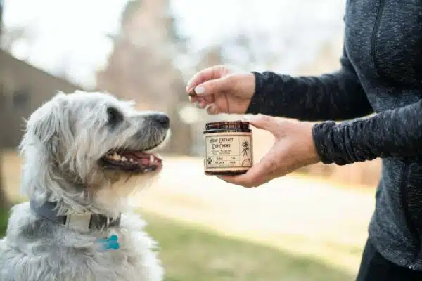 Best Dog Joint Supplement: Top 11 Picks for 2023
