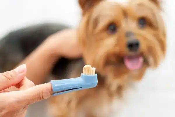 Best Dog Toothpaste: Top 11 Brands for Fresh Breath and Healthy Teeth