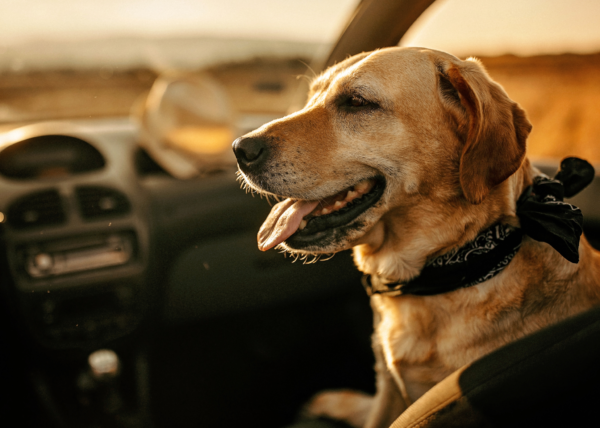 10 summer safety tips for dogs: protecting your furry friend during hot weather