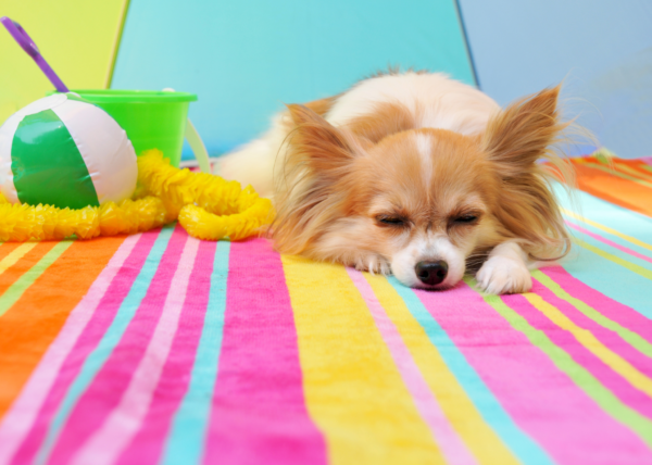 10 Summer Safety Tips for Dogs: Protecting Your Furry Friend During Hot Weather