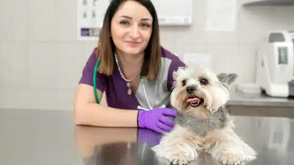 10 Best Dog Medicated Wipes for Sensitive Skin in 2023
