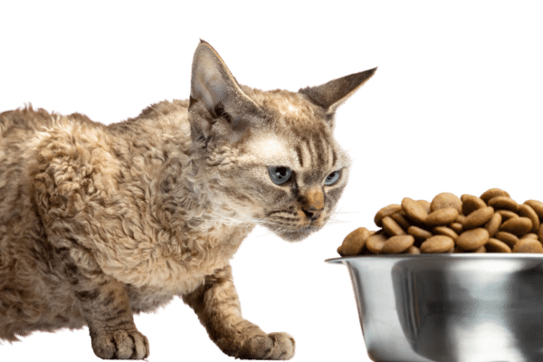 Best Cat Food for Indoor Cats: Top Picks for Optimal Health and Nutrition