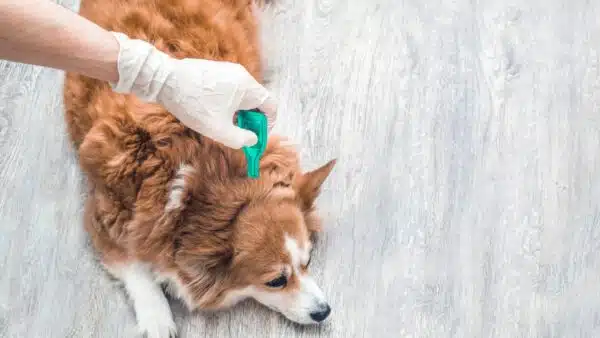 Best Arthritis Medicine for Dogs: Top 11 Picks for Pain Relief