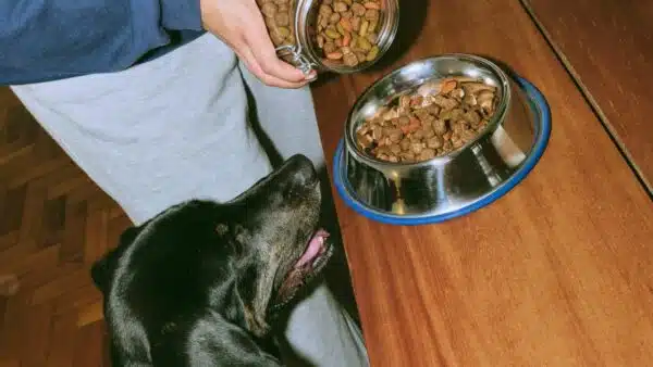 Best Food for Dogs with Sensitive Stomachs: Top Picks for Easy Digestion