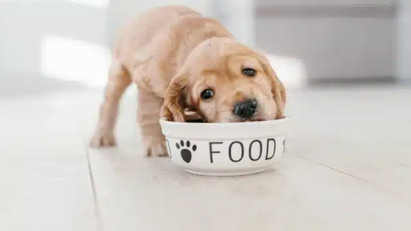 11 Best Dog Food for Small Dogs: Top Picks for Optimal Health