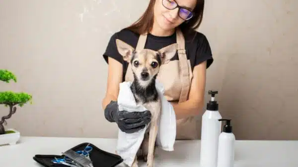 Best Dog Wipes for Keeping Your Pup Clean and Fresh