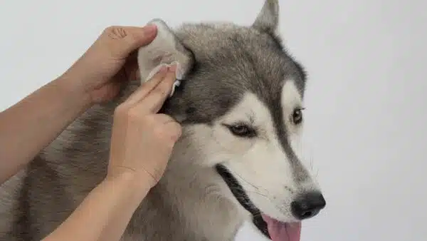 Best Ear Cleaner for Dogs: Top 11 Picks for 2023