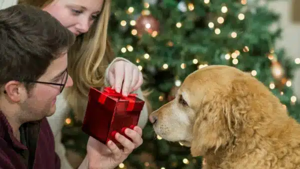 Best Gifts for Dogs: Top 11 Picks for 2023