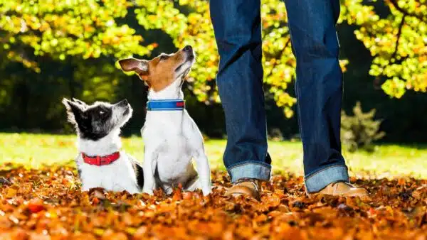 Best Multivitamin for Dogs: Top 11 Picks for Optimal Health