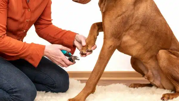Best Nail Clippers for Dogs: Top 11 Picks for 2023