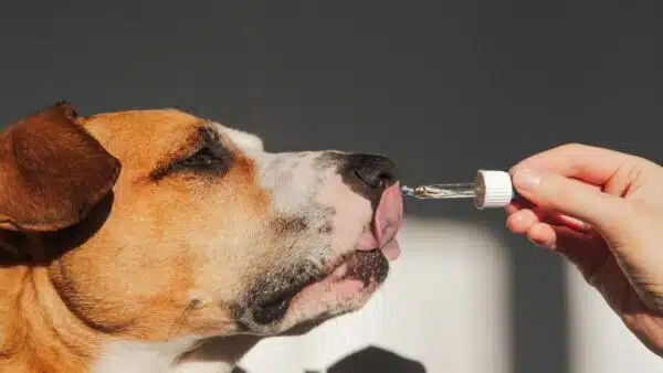 Best Salmon Oil for Dogs: Top Picks for a Shiny Coat and Healthy Heart