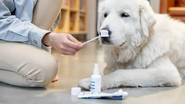 Best Toothbrush for Dogs: Top Picks for a Clean Canine Smile