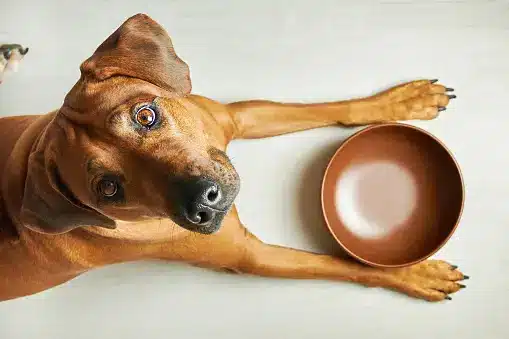 Best Wet Dog Food for Senior Dogs: Top Picks for Optimal Nutrition