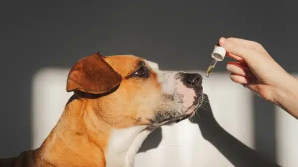 11 Best Fish Oil for Dogs: Top Picks for a Healthy Coat and Joints