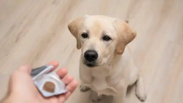11 Best Flea Medicine for Dogs Without Vet Prescription in 2023