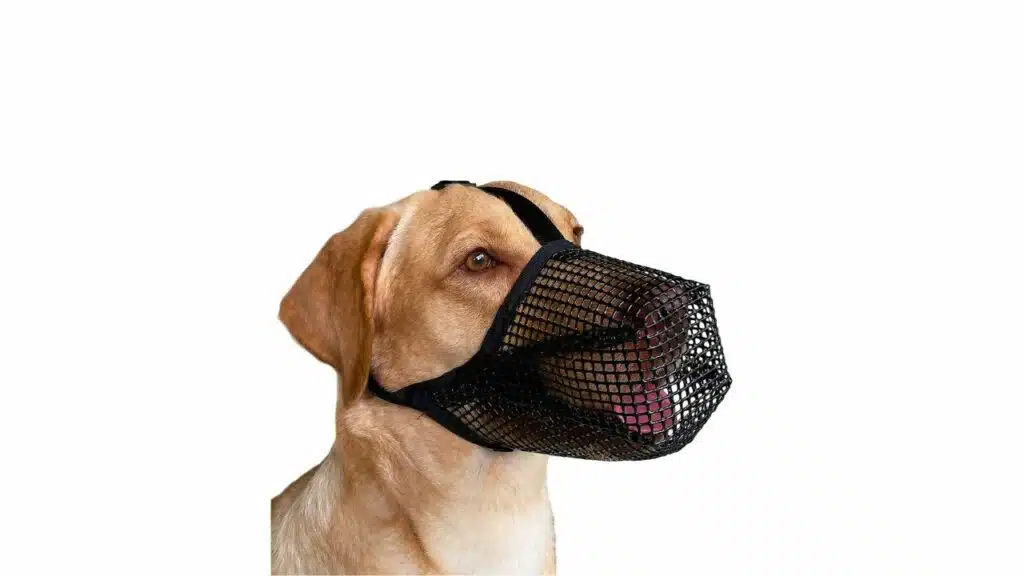 Mayerzon dog muzzle