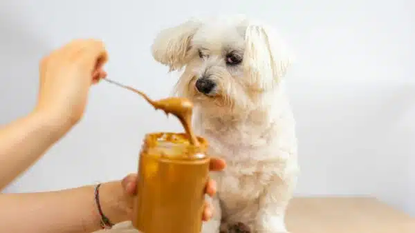 Best Peanut Butter for Dogs: Top Picks for Your Furry Friend